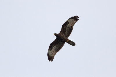 European Honey Buzzard - Bivrk