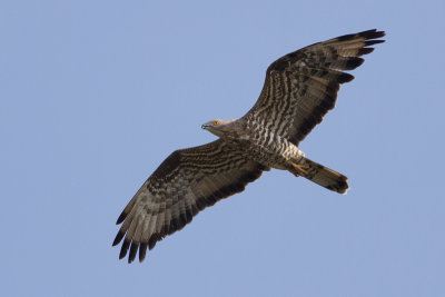 European Honey Buzzard - Bivrk