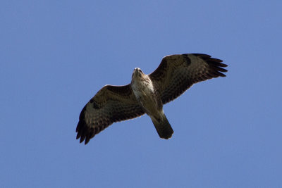 Common Buzzard - Ormvrk