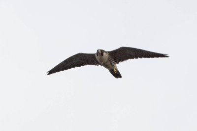 Peregrine Falcon - Pligrimsfalk