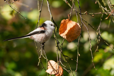 Long-tailed Tit -Stjrtmes