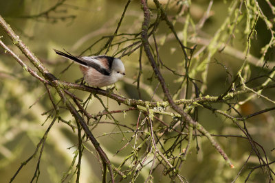 Long-tailed Tit -Stjrtmes