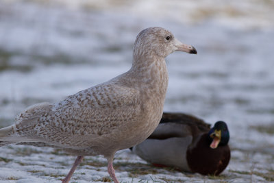 Glaucous Gull - Vittrut