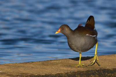 Common Moorhen - Rrhna