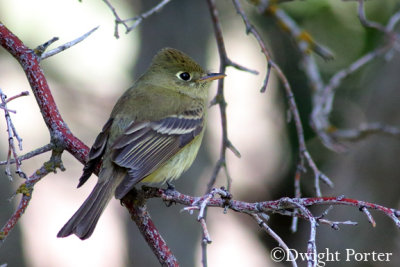 Western Flycatcher