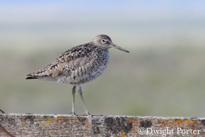 Willet