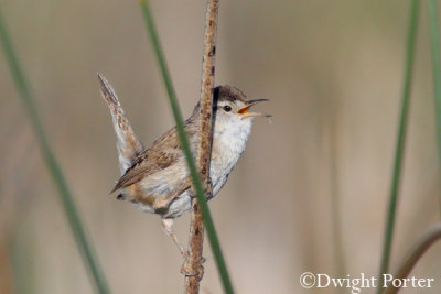 Marsh Wren