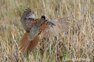 Ring-necked Pheasant