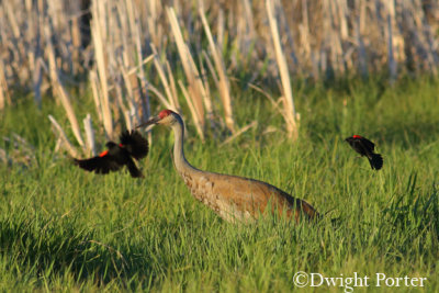 Sandhill Crane