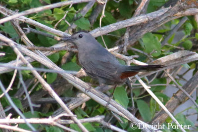 Gray Catbird