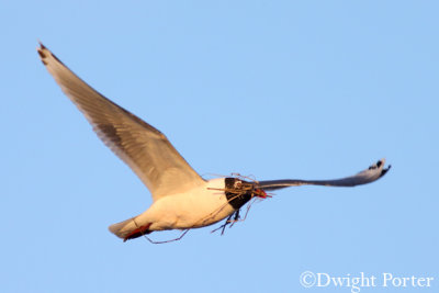 Franklin's Gull