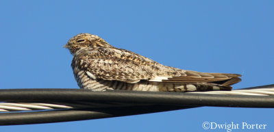 Common Nighthawk