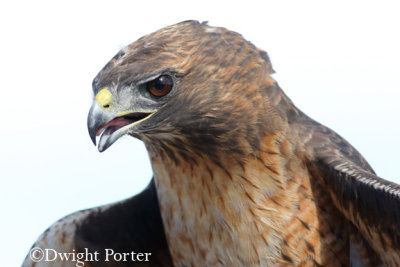 Red-tailed Hawk rufous morph