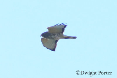 Broad-winged Hawk