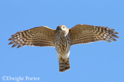 Sharp-shinned Hawk