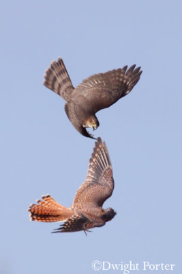 Sharp-shinned Hawk vs. American Kestrel