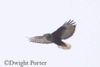 Harlan's Red-tailed Hawk dark-morph