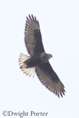 Harlan's Red-tailed Hawk dark-morph