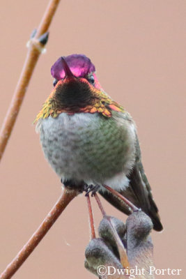 Anna's Hummingbird