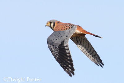 American Kestrel