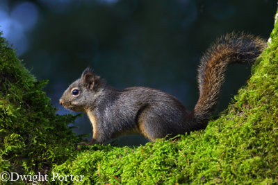 Douglas Squirrel