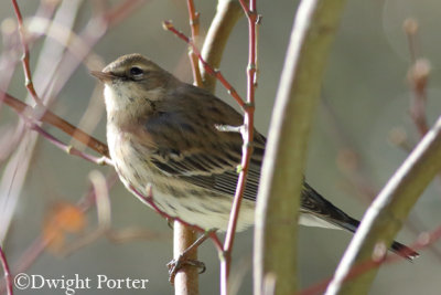 Yellow-rumped Warbler