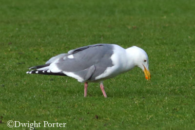 Western Gull