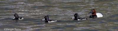 Ring-necked Ducks and Canvasback