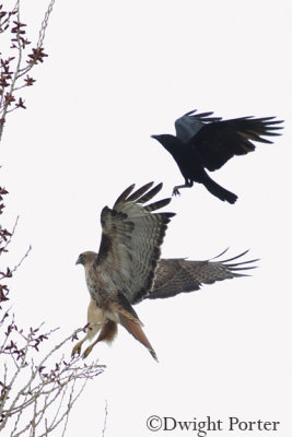 Crow vs. Red-tail 