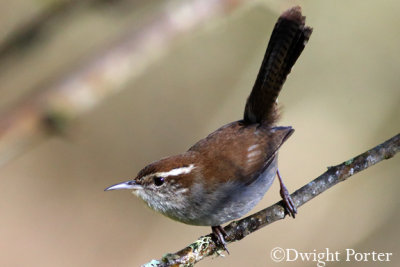 Bewick's Wren