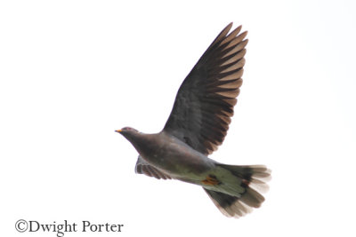 Band-tailed Pigeon