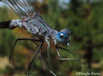 Northern Spreadwing