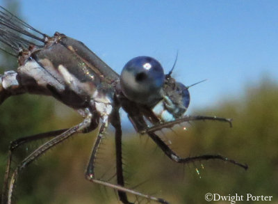 Spotted Spreadwing