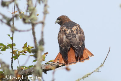 Red-tailed Hawk