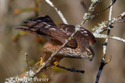 Sharp-shinned Hawk