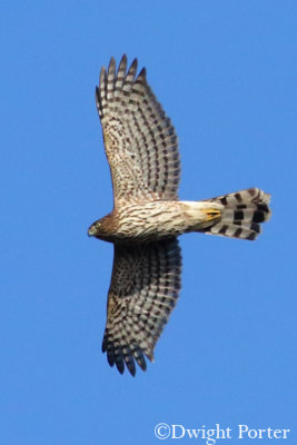 Cooper's Hawk