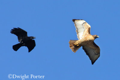 Crow vs. Red-tailed Hawk