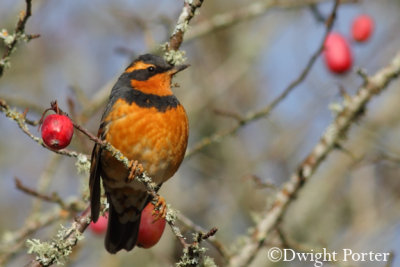 Varied Thrush