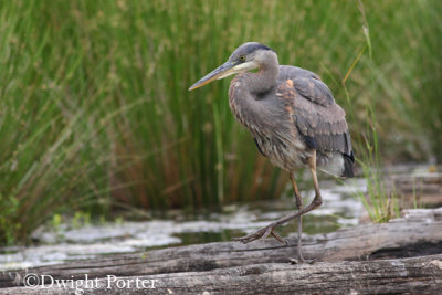 Great Blue Heron