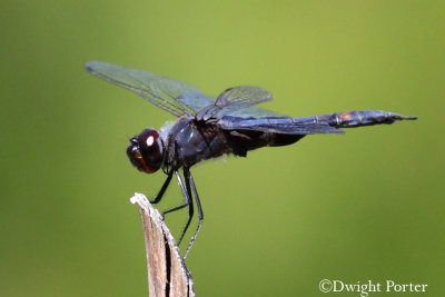 Black Saddlebags