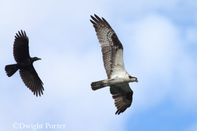 Osprey vs. Crow