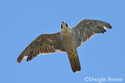 Peregrine Falcon