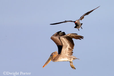 Brown Pelican