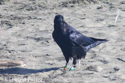 Common Raven