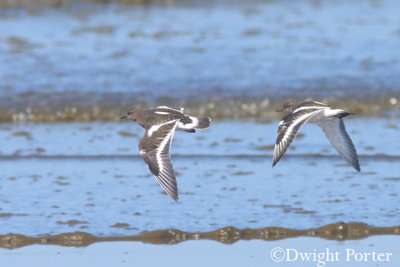 Black Turnstones