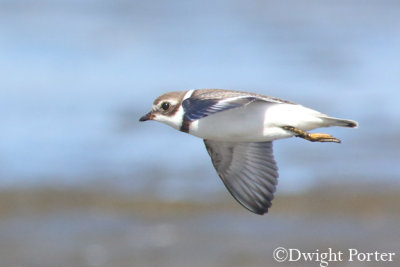 Semipalmated Plover