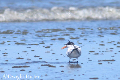 Elegant Tern