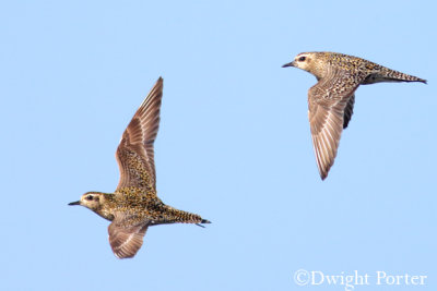 Golden Plovers