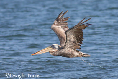 Brown Pelican