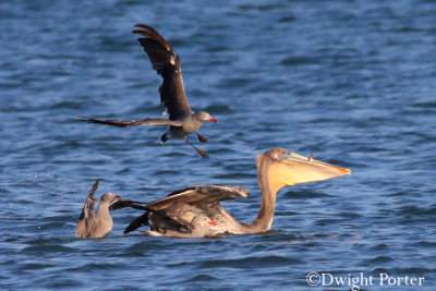 Brown Pelican